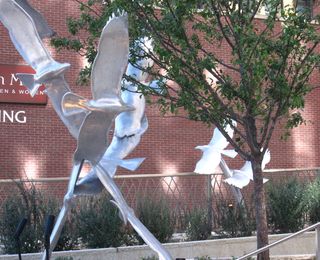 SEagull1