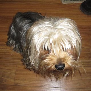 Shaggydog Shaggydog