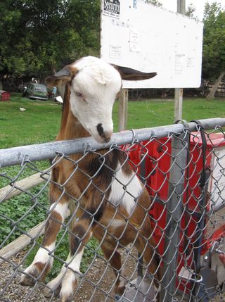 Smartgoat Smartgoat