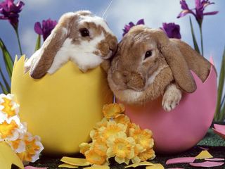 Easter-bunny-2 Easter-bunny-2