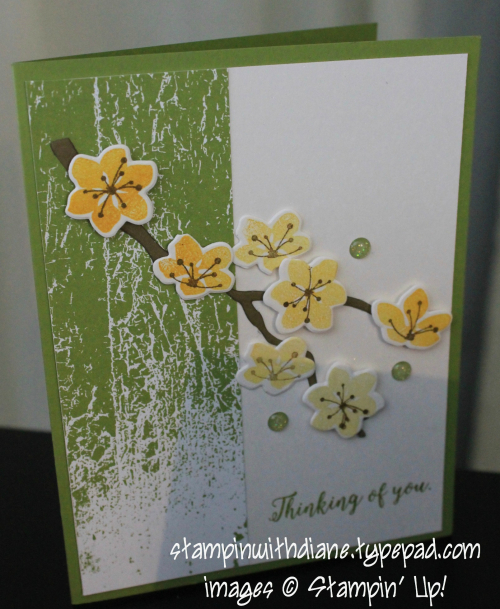 IMG_1725 IMG_1725