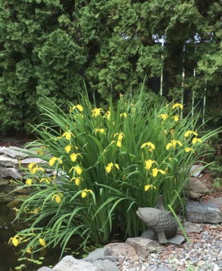 Diane Evans pond Iris Diane Evans pond Iris