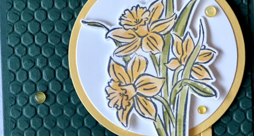 Dafodil Daydream Dafodil Daydream