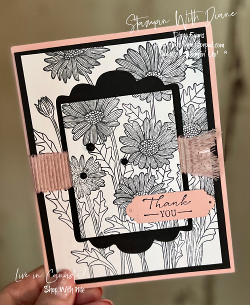 Daisy Garden SU Daisy Garden SU