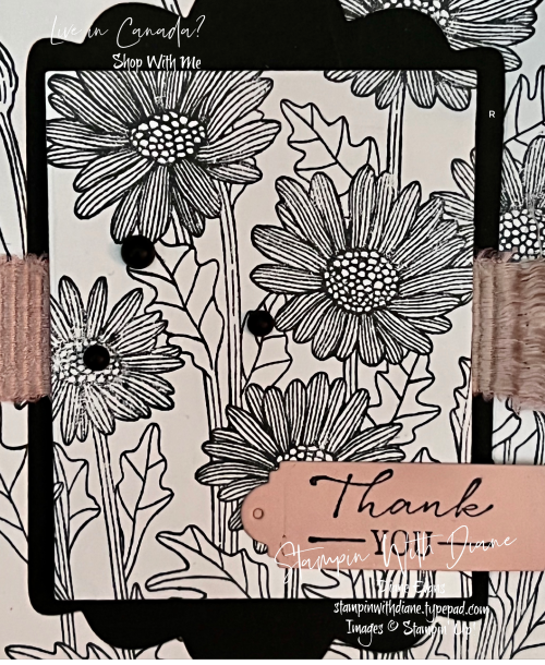 Daisy Garden SU 2 Daisy Garden SU 2
